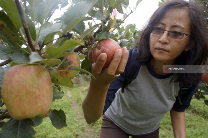 Wisata Petik Buah Apel