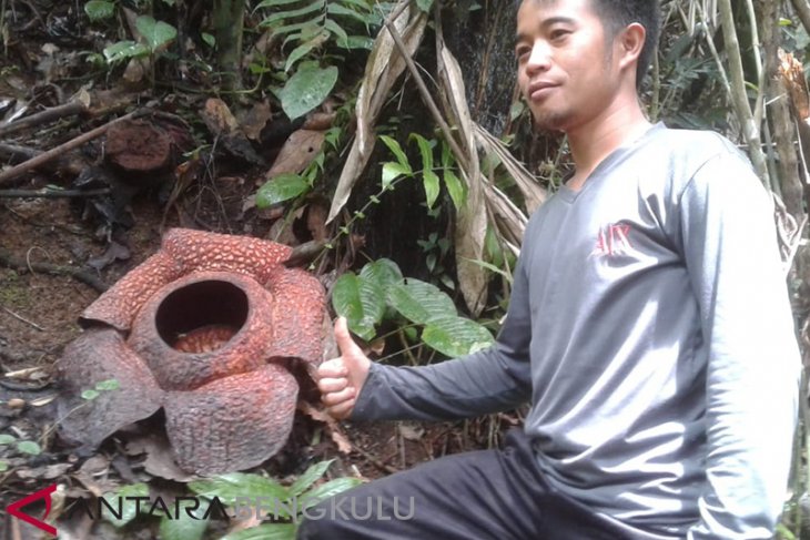 BKSDA: Rejang Lebong termasuk habitat rafflesia