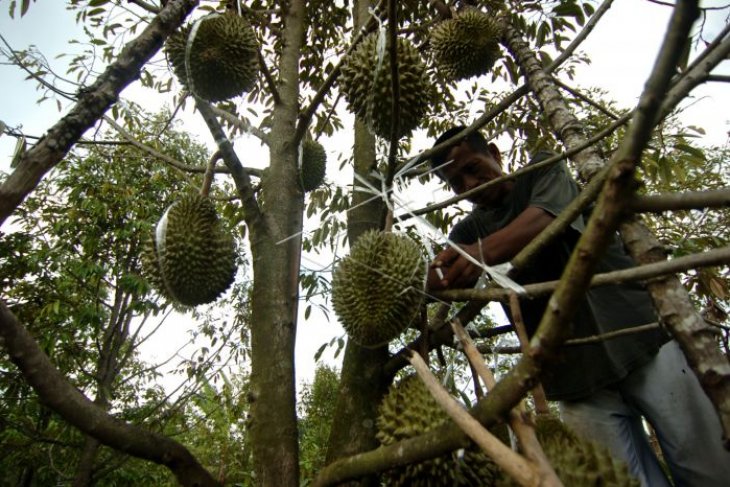 Desa penghasil durian
