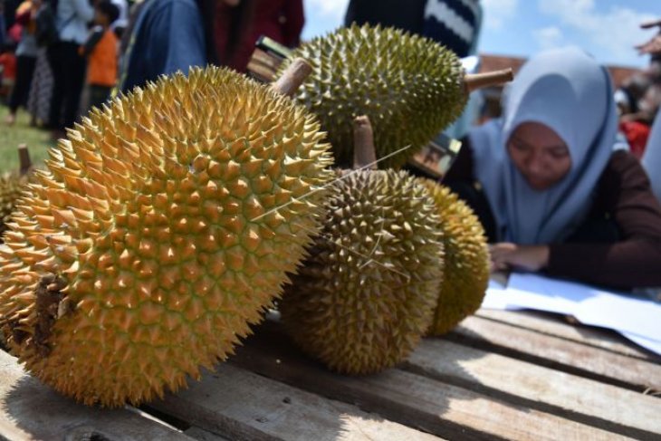 Festival durian singorojo