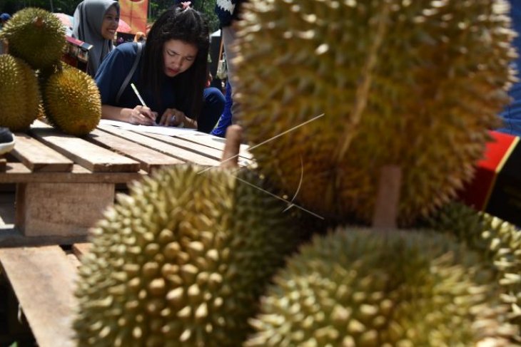 Festival durian singorojo