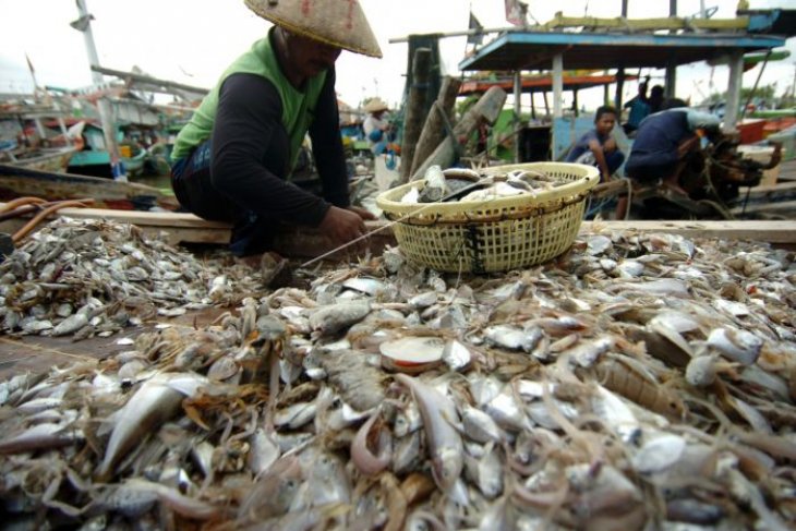 Hasil tangkapan ikan