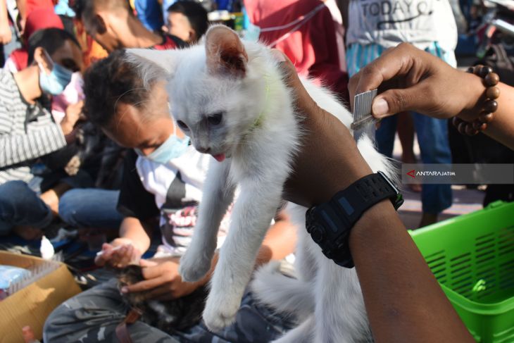 Bakti Sosial Perawatan Kucing