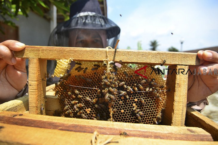 Budidaya madu lebah dan klanceng 