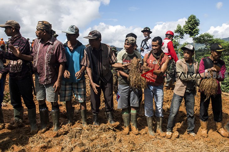 Menyelamatkan padi dari reruntuhan tanah longsor