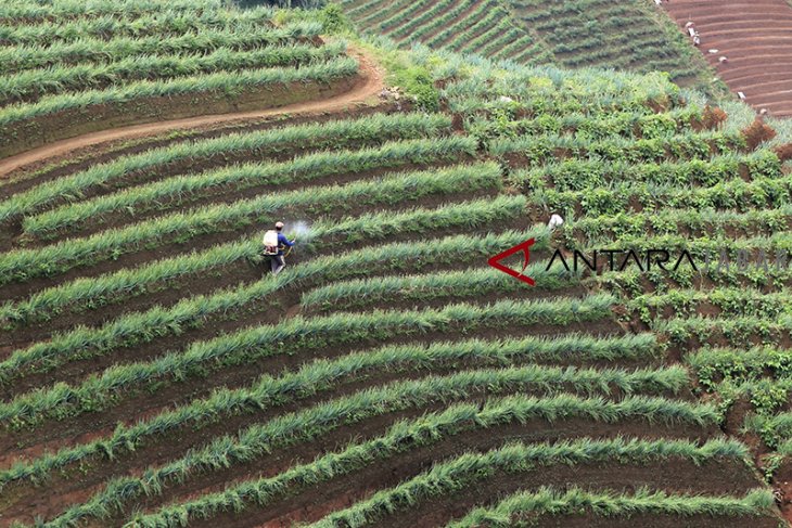 Pertanian terasering Majalengka 