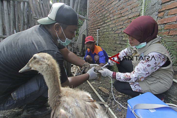 Vaksinasi pencegahan Flu Burung 