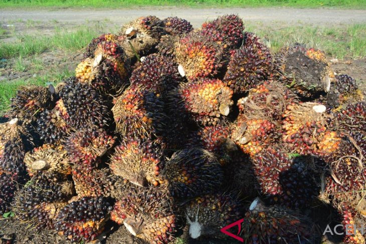 Harga sawit di Mukomuko turun hingga angka Rp105 per kg