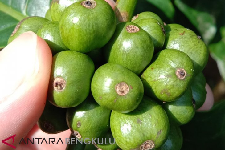 Bengkulu Selatan bangun kebun kopi percontohan