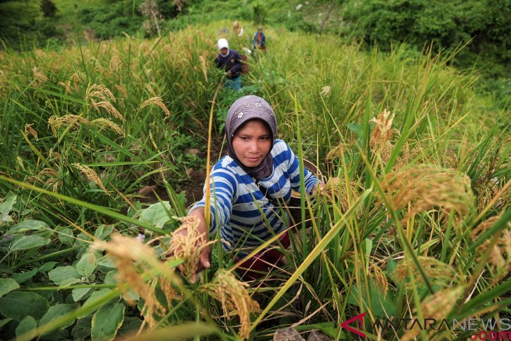 Panen padi di perbukitan Sarolangun