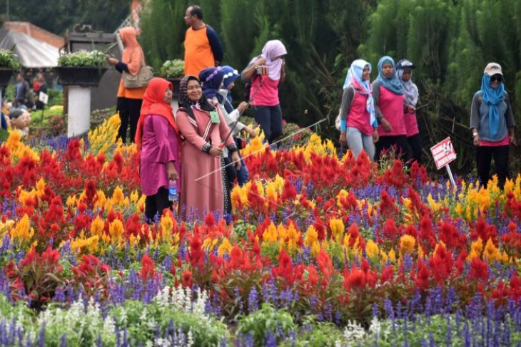 Wisata taman bunga Celosia