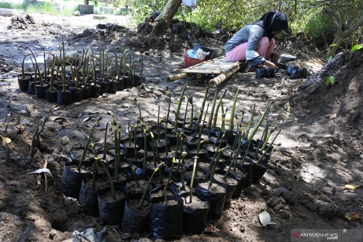 Hundreds of Kupang`s residents clean up mangrove ecotourism park