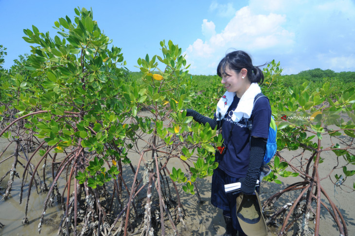 OISCA Monitoring Hutan Mangrove