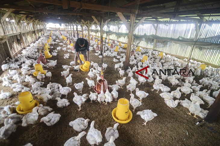 Target produksi ayam broiler 