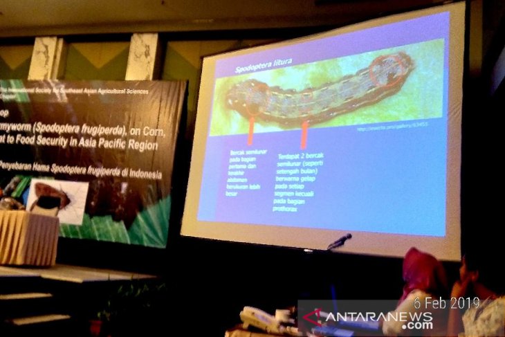 Distan Kubu Raya belum dapat info terkait serangan ulat grayak