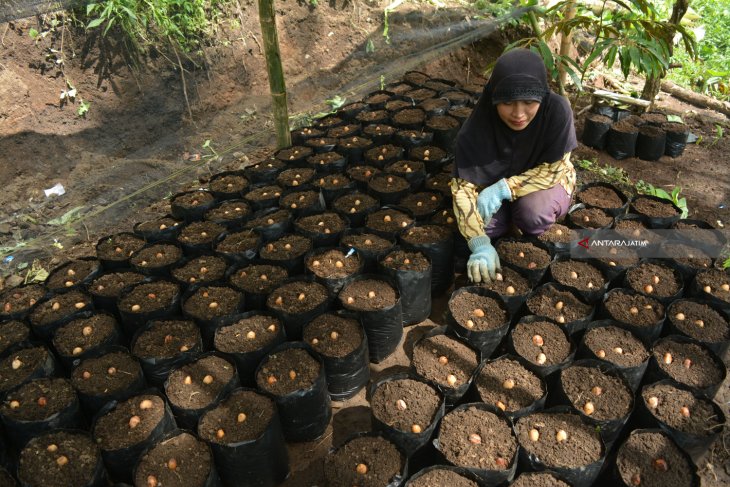 Pembibitan Durian Bido Wonosalam