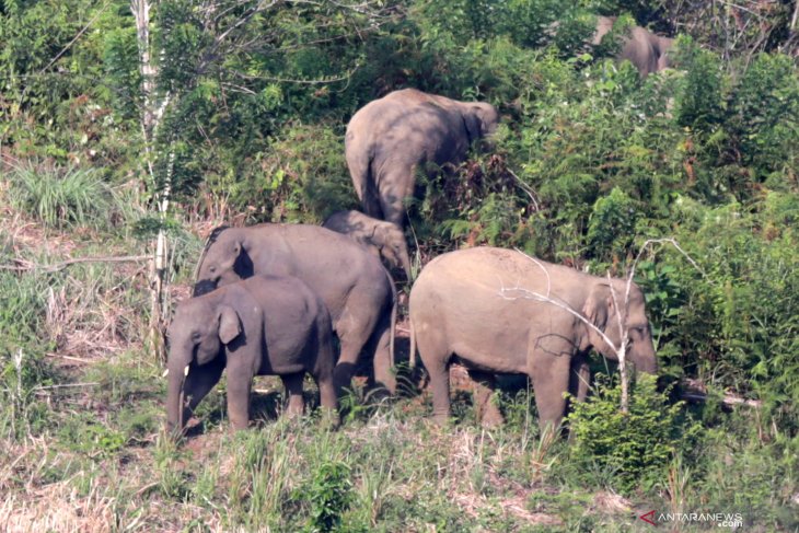 Lagi, Kawanan gajah liar terjebak di area perkebunan di Aceh Utara