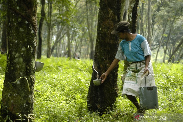 rubber producing countries