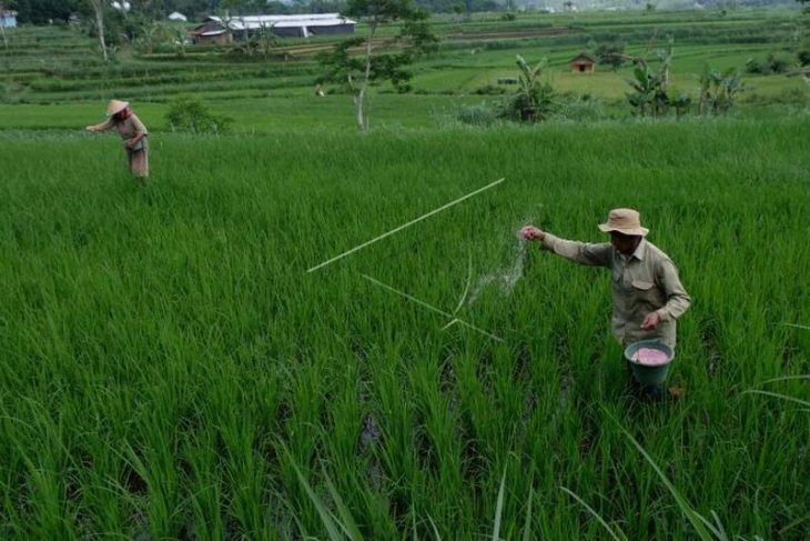 Penyerapan pupuk bersubsidi