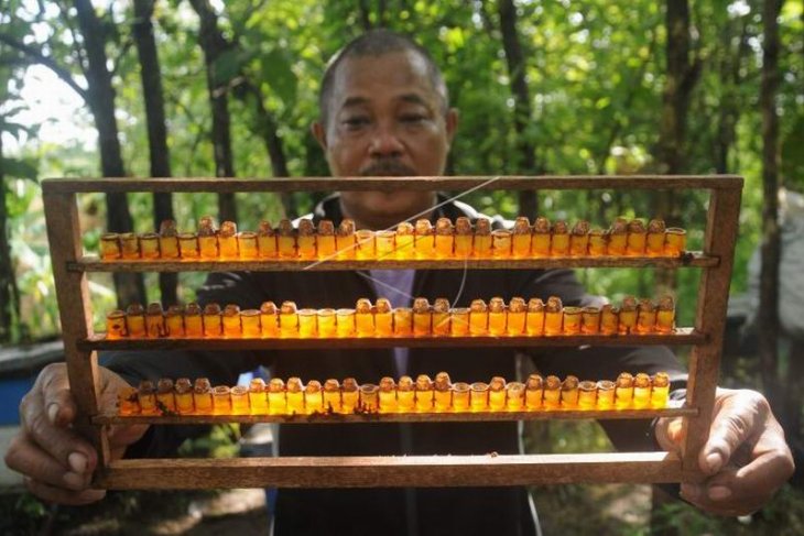 Royal jelly lebah madu