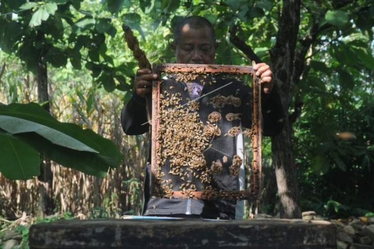 Royal jelly lebah madu