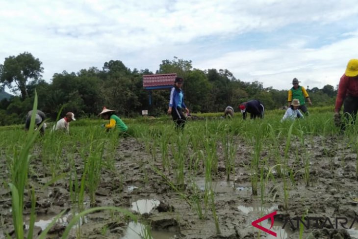 Landak kembangkan varietas padi lokal