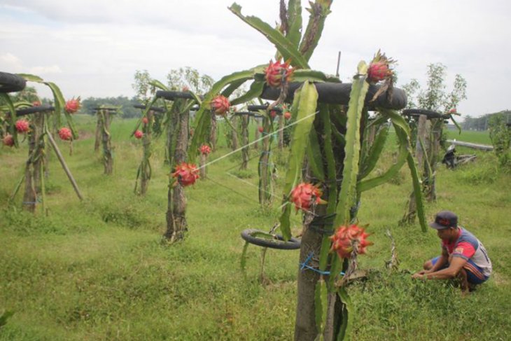 Buah Naga Tidak Dipanen