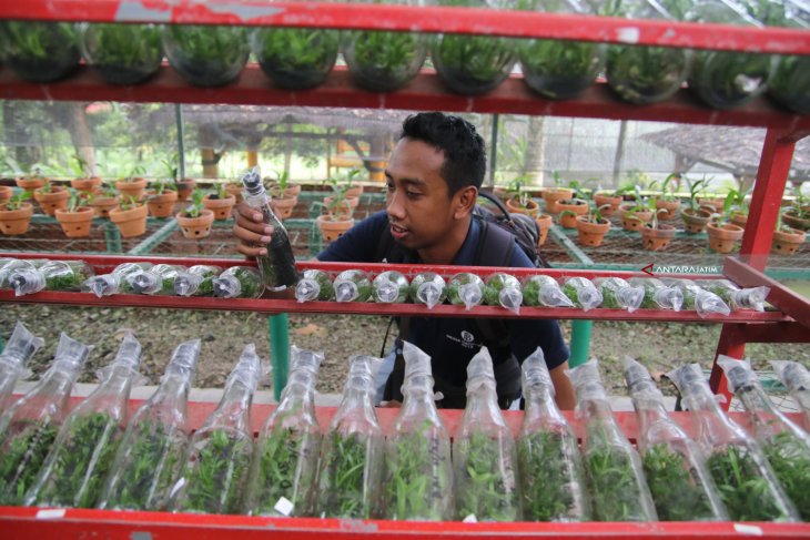 Kampung Anggrek Lereng Gunung Kelud