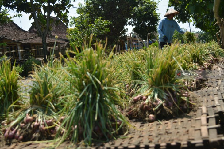 Harga Bawang Merah Turun