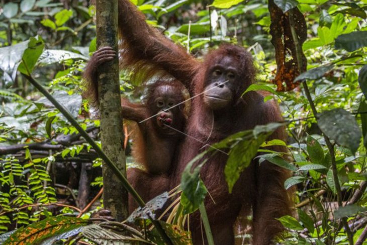Lepasliar Orangutan