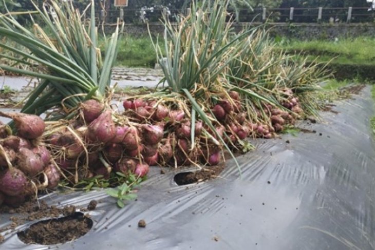 Mahasiswa Polbangtan Bogor panen bawang merah