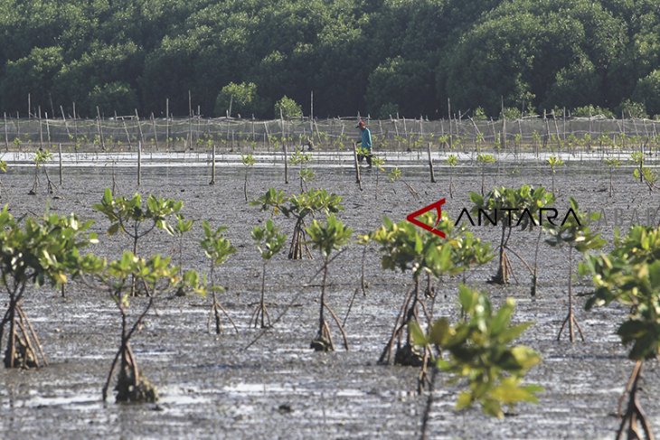 Penyusutan hutan mangrove 