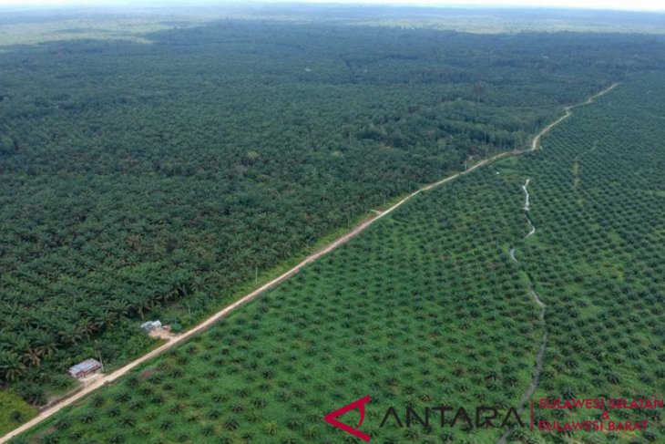 Kementan mengintegrasikan data perizinan sawit lewat