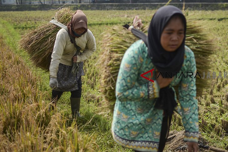 Penyaluran KUR sektor pertanian 