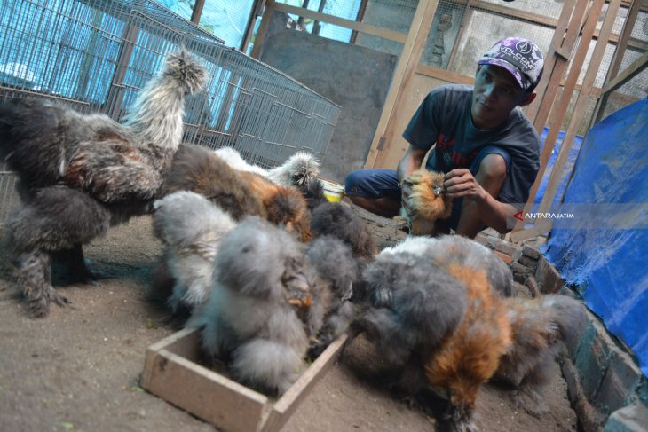 Ayam American Silkie 