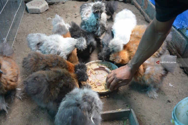 Ayam American Silkie 
