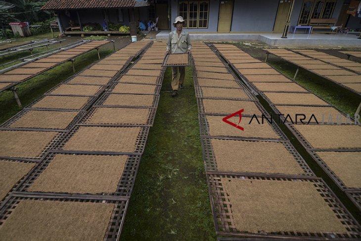 Kampung tembakau Sumedang 