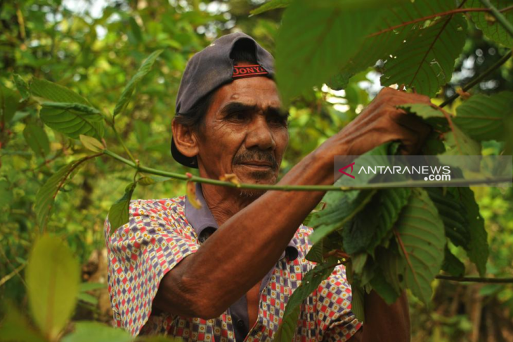 Gubernur Kalbar dan Bupati Kapuas Hulu minta BNN tunda pelarangan Kratom