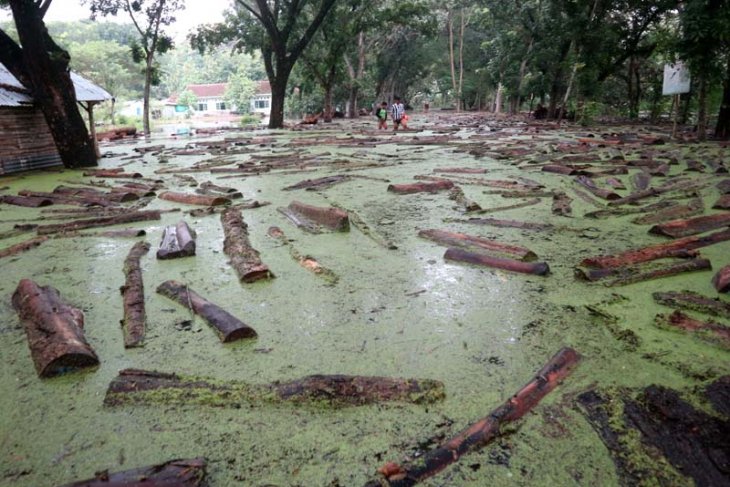 Kayu jati terendam banjir