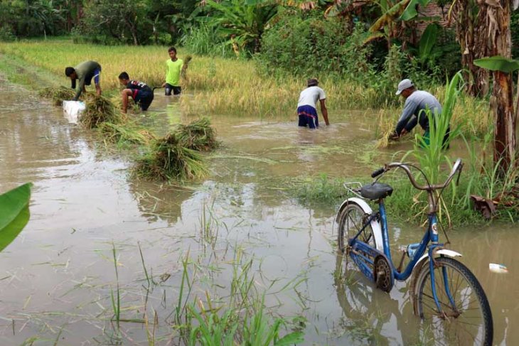 Panen Paksa Tanaman Padi