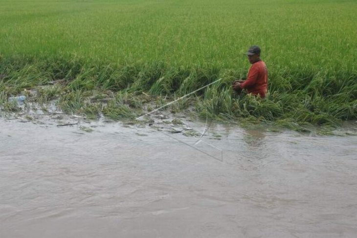 Sawah terendam banjir