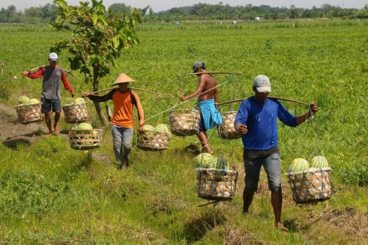 Panen semangka