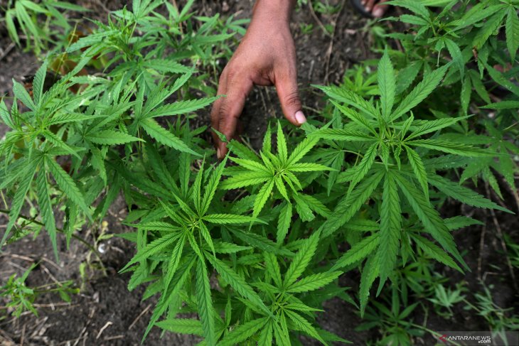 Ganja berfungsi sebagai pengobatan?, belum ada hasil penelitiannya