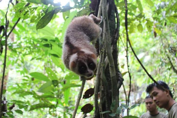 Security officers rescue endangered animal in West Sumatra