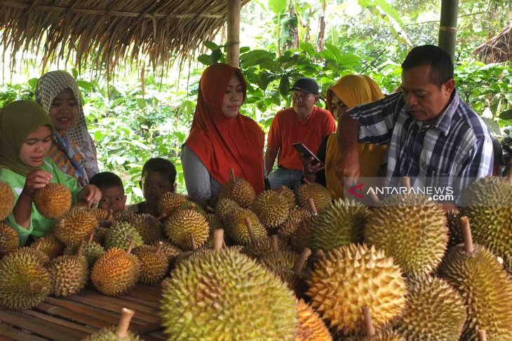Kampung durian Desa Pakis Jember jadi destinasi agrowisata ...
