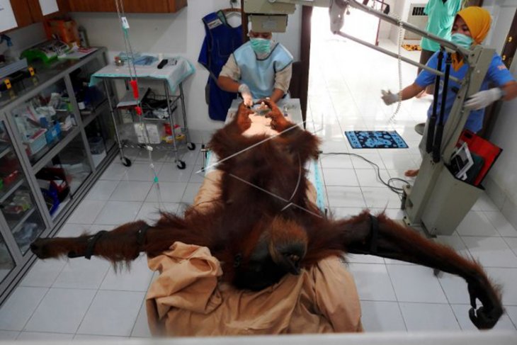 Orangutan Dengan 74 Peluru Bersarang di Badan