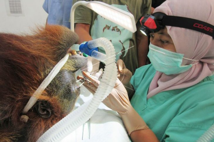 Orangutan Dengan 74 Peluru Bersarang di Badan