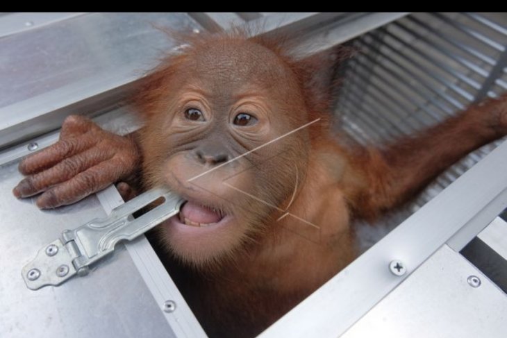 Penyelundupan orangutan di Bandara Ngurah Rai