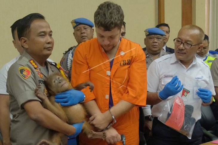 Warga Rusia Selndupkan Orangutan