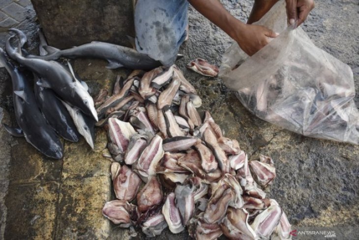 Pemotongan Daging Ikan Hiu